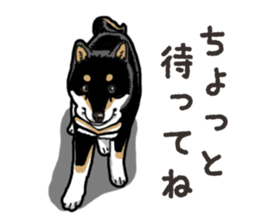 Daily Black Shiba Inu 6 sticker #14966332