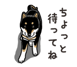 Daily Black Shiba Inu 6 sticker #14966332