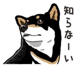 Daily Black Shiba Inu 6 sticker #14966334