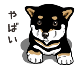 Daily Black Shiba Inu 6 sticker #14966336