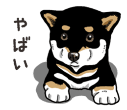 Daily Black Shiba Inu 6 sticker #14966336