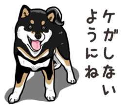 Daily Black Shiba Inu 6 sticker #14966338