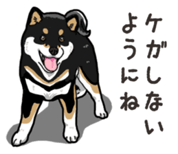Daily Black Shiba Inu 6 sticker #14966338