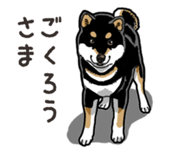 Daily Black Shiba Inu 6 sticker #14966342
