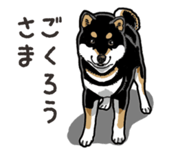 Daily Black Shiba Inu 6 sticker #14966342