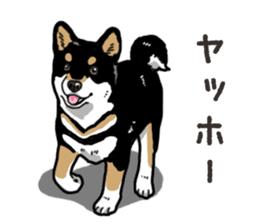 Daily Black Shiba Inu 6 sticker #14966344