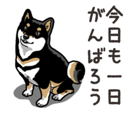 Daily Black Shiba Inu 6 sticker #14966348