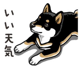 Daily Black Shiba Inu 6 sticker #14966350