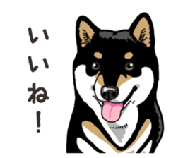 Daily Black Shiba Inu 6 sticker #14966355