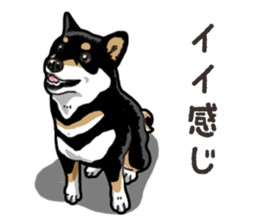 Daily Black Shiba Inu 6 sticker #14966357