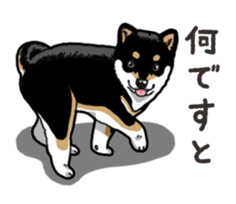 Daily Black Shiba Inu 6 sticker #14966359