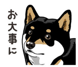 Daily Black Shiba Inu 6 sticker #14966364