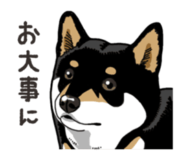 Daily Black Shiba Inu 6 sticker #14966364