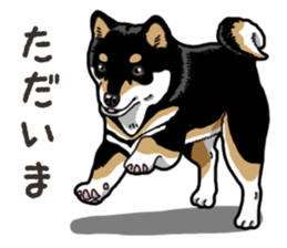 Daily Black Shiba Inu 6 sticker #14966365