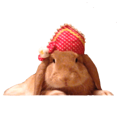 Bunny Hollandlop Daichan