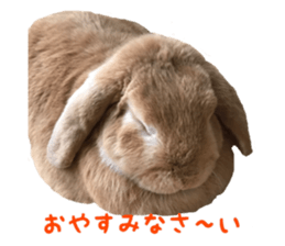 Bunny Hollandlop Daichan sticker #14967446