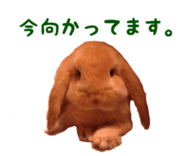Bunny Hollandlop Daichan sticker #14967447