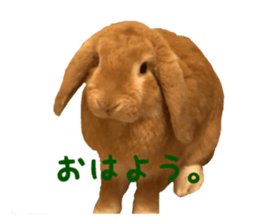 Bunny Hollandlop Daichan sticker #14967448