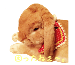 Bunny Hollandlop Daichan sticker #14967450