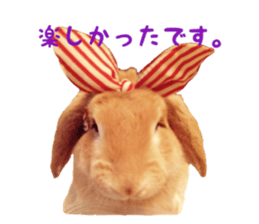 Bunny Hollandlop Daichan sticker #14967451