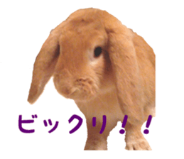 Bunny Hollandlop Daichan sticker #14967453