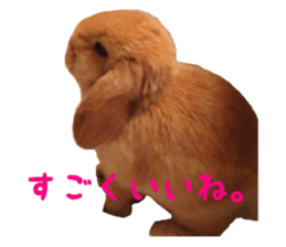 Bunny Hollandlop Daichan sticker #14967454