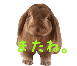 Bunny Hollandlop Daichan sticker #14967457