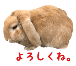 Bunny Hollandlop Daichan sticker #14967458