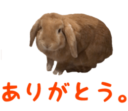 Bunny Hollandlop Daichan sticker #14967459