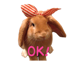 Bunny Hollandlop Daichan sticker #14967460