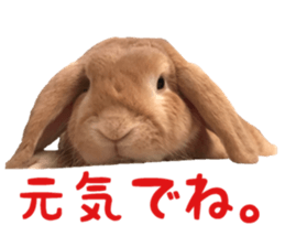 Bunny Hollandlop Daichan sticker #14967461
