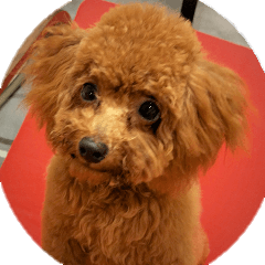 Toy Poodle Lion part3