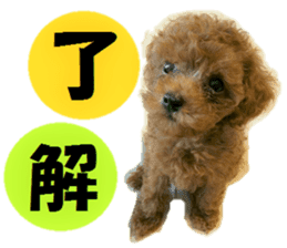 Toy Poodle Lion part3 sticker #14969598
