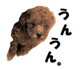 Toy Poodle Lion part3 sticker #14969599