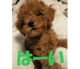Toy Poodle Lion part3 sticker #14969600