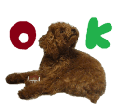 Toy Poodle Lion part3 sticker #14969601