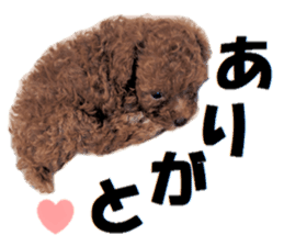Toy Poodle Lion part3 sticker #14969602