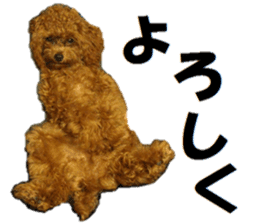 Toy Poodle Lion part3 sticker #14969604
