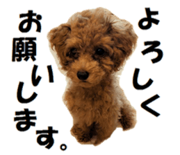 Toy Poodle Lion part3 sticker #14969605