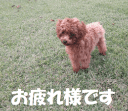 Toy Poodle Lion part3 sticker #14969609
