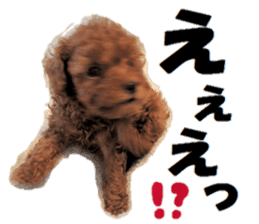 Toy Poodle Lion part3 sticker #14969612
