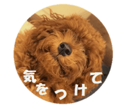 Toy Poodle Lion part3 sticker #14969615
