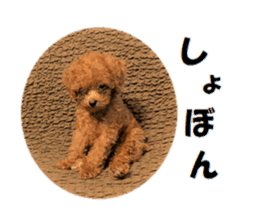 Toy Poodle Lion part3 sticker #14969616