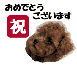 Toy Poodle Lion part3 sticker #14969617