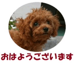 Toy Poodle Lion part3 sticker #14969619