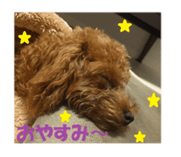 Toy Poodle Lion part3 sticker #14969620