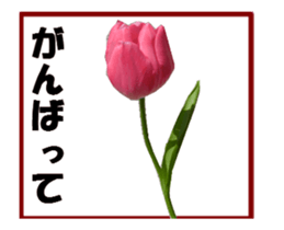 active flower sticker #14969929