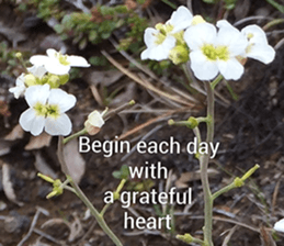 Duke's Flowers 3 sticker #14973001