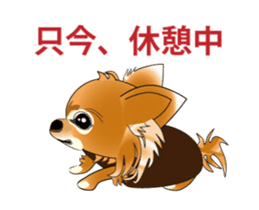 Pupu of Chihuahuas sticker #14974058