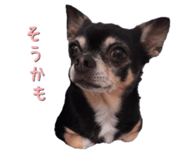 Rugu, the chihuahua sticker #14975454